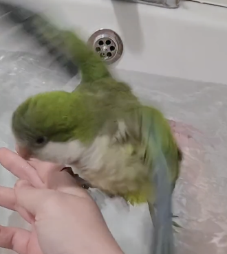 rescue parrot in bathtub